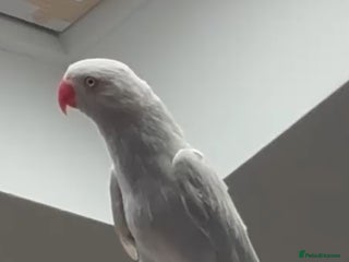 Ringnecks birds Ringneck - Advert 1