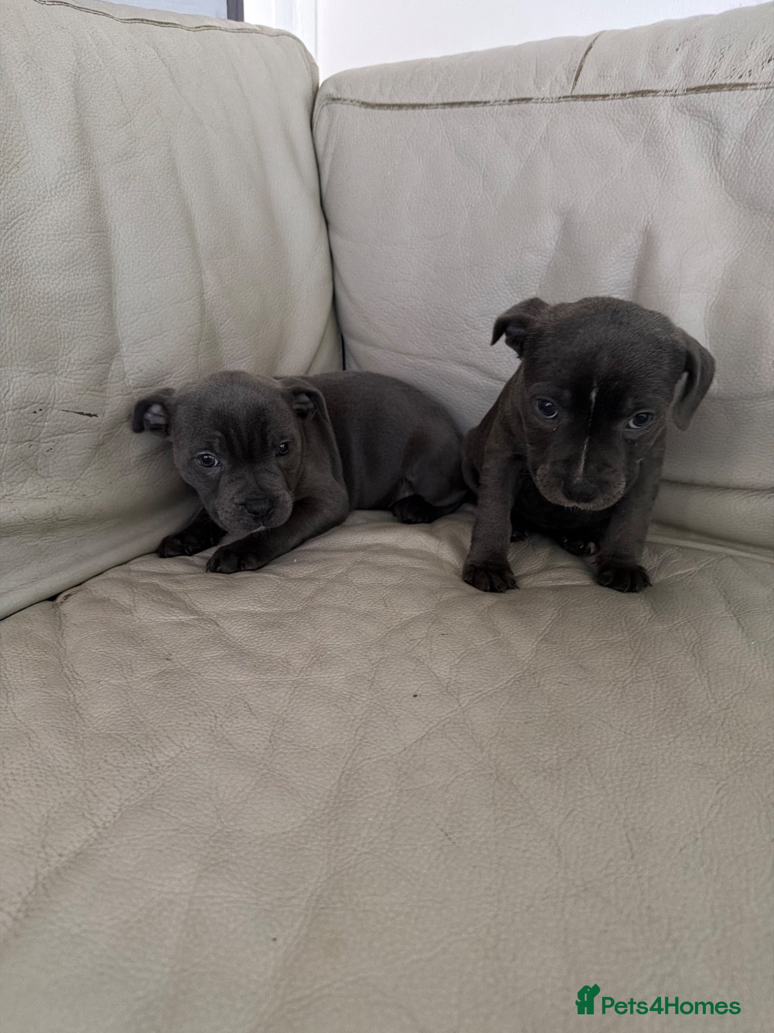 Staffordshire Bull Terrier dogs for sale: Two beautiful stuffy Puppy girls for sale ready  - Advert 1