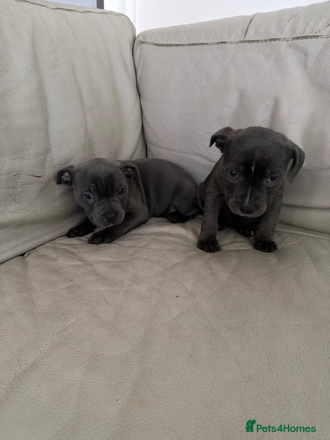 Staffordshire Bull Terrier dogs for sale: Two beautiful stuffy Puppy girls for sale ready  in Cambridge - Advert 1