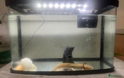 Axolotl reptiles for sale: Pair of Axolotls male and female with tank - Image 1