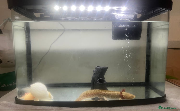 Axolotl reptiles - Advert 1