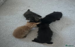 Mixed Breed cats for sale: 4 Long haired kittens - Image 6