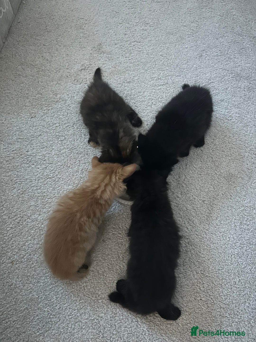 Mixed Breed cats for sale: 4 Long haired kittens - Image 6