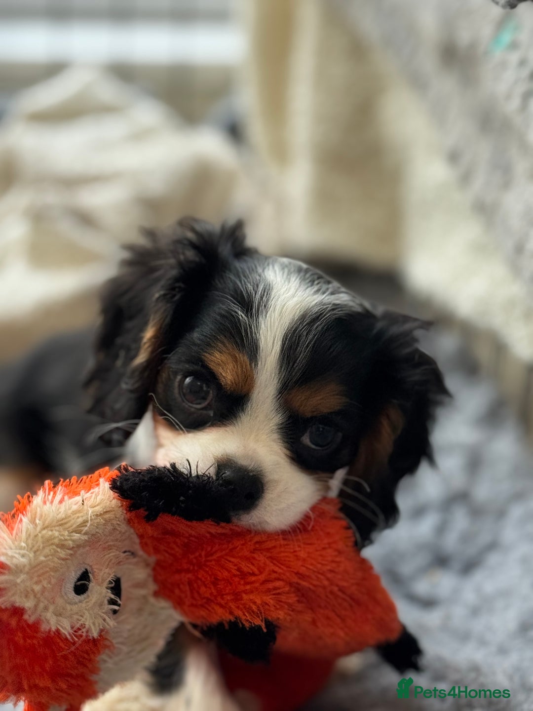 Cavalier King Charles Spaniel dogs for sale: One TRI GIRL just become available !  - Image 10