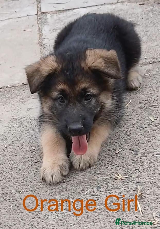 German Shepherd dogs *READY NOW!* BIG, SOLID, GERMAN SHEPHERD PUPS - Advert 11