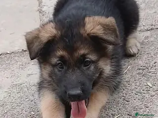 German Shepherd dogs *READY NOW!* BIG, SOLID, GERMAN SHEPHERD PUPS - Advert 11