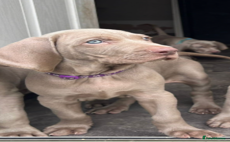 Weimaraner dogs - Advert 2