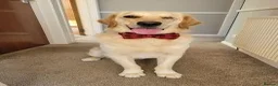 Golden Retriever dogs for sale: Needing forever home - Advert 4