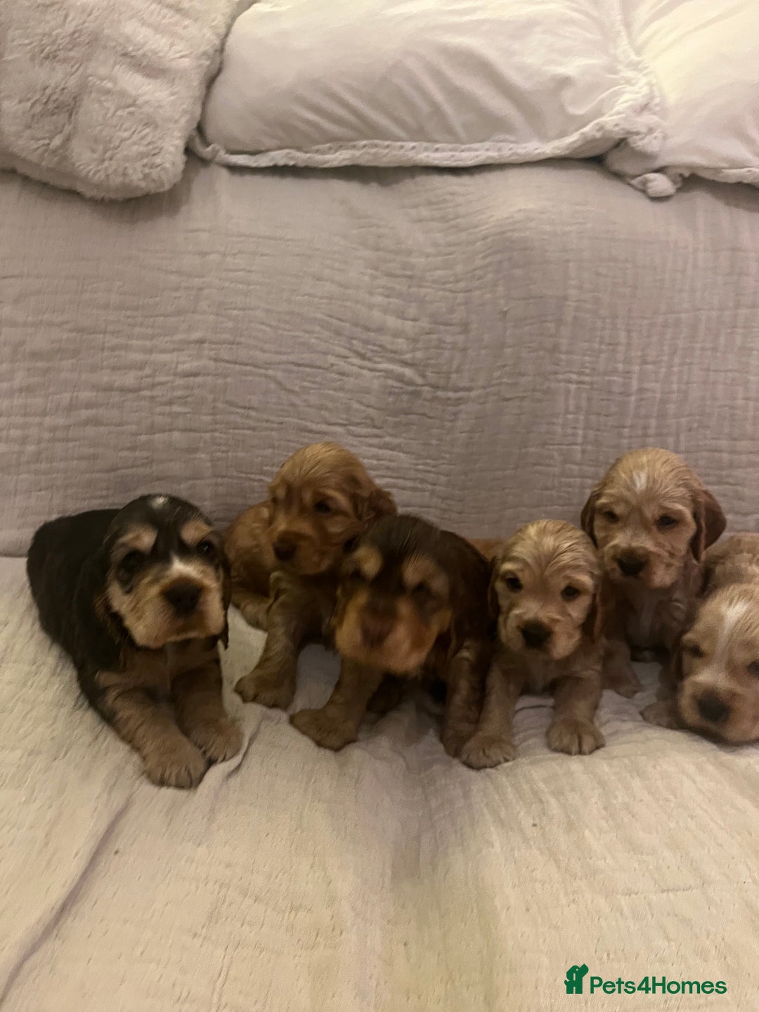 Cocker Spaniel dogs for sale: Adorable show type cocker spaniel pups - Advert 18