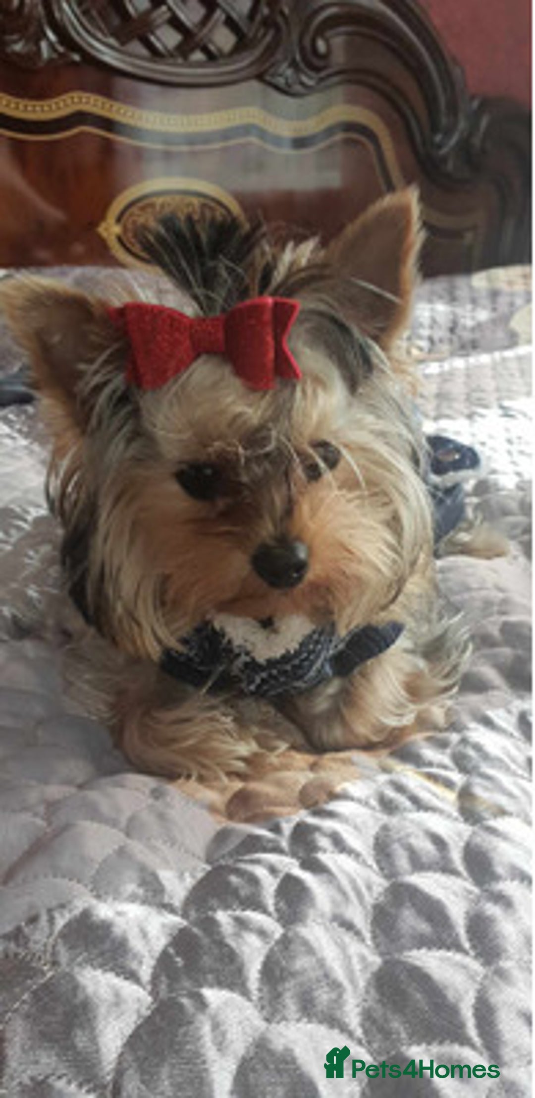 Yorkshire Terrier dogs for sale: Adorable Yorkshire terrier male - Advert 2