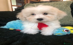 Mixed Breed dogs for sale: shihtzu x toy poodle puppies for sale - Image 5