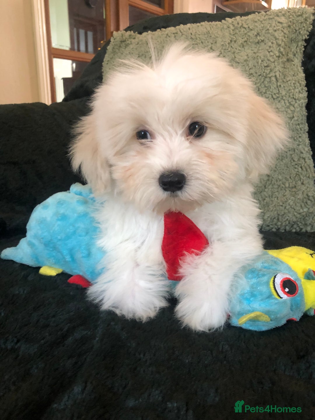Mixed Breed dogs for sale: shihtzu x toy poodle puppies for sale - Image 5