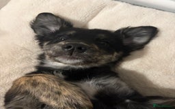 Mixed Breed dogs for sale: Maisy - Image 3
