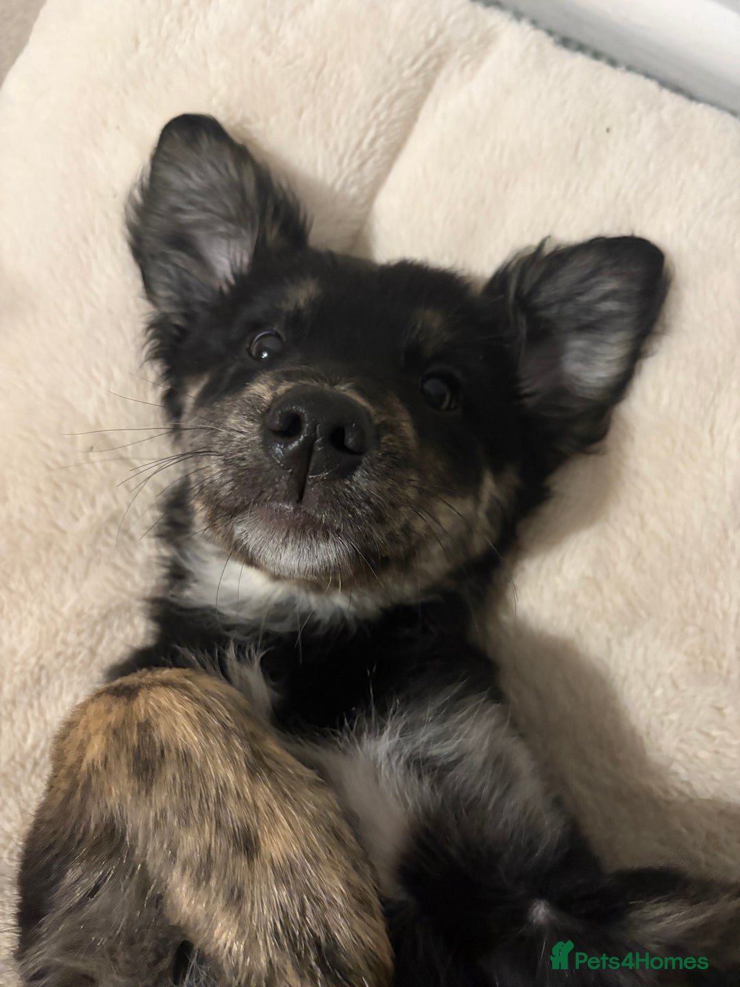 Mixed Breed dogs for sale: Maisy - Image 3
