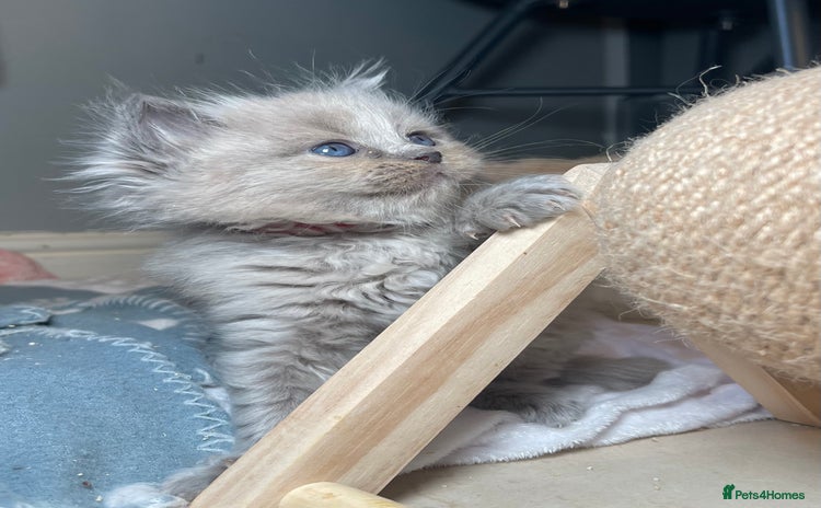 Ragdoll cats - Advert 7