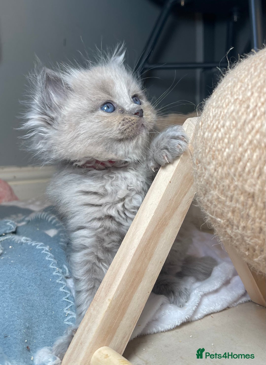 Ragdoll cats for sale: 💫Pedigree Cherubim Ragdolls💫 - Image 1