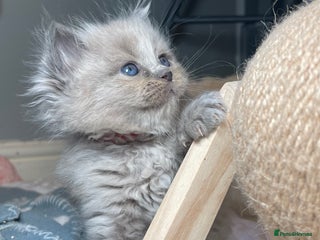 Ragdoll cats - Advert 25