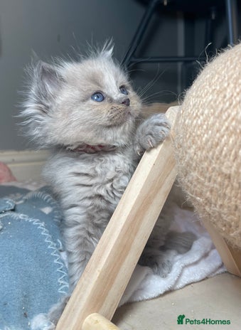 Ragdoll cats - Advert 1