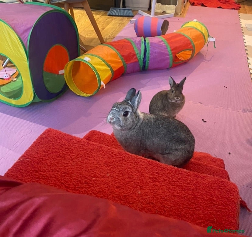 Netherland Dwarf rabbits 2 Loving Netherland Dwarves Urgently Need a Home - Advert 1