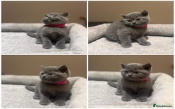 British Shorthair cats for sale: Grey British Shorthair - Advert 5