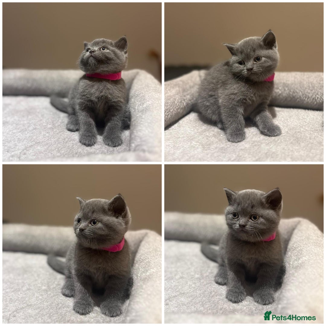 British Shorthair cats for sale: Grey British Shorthair - Advert 5