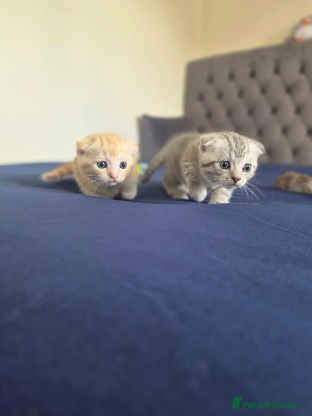 Scottish Fold cats for sale: Adorable scottish fold kittens  - Advert 2