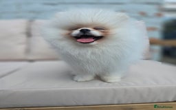Pomeranian dogs for sale: Pure white Korean Pomeranian in Nottingham - Image 1