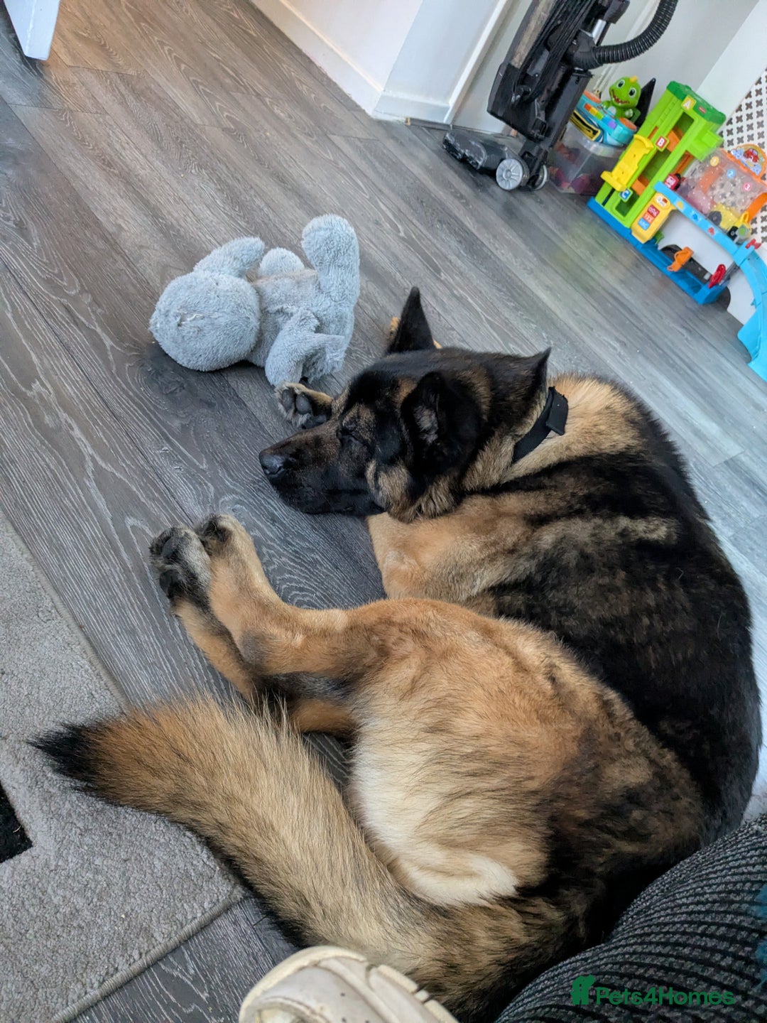 Mixed Breed dogs for sale: GSD Mix Adult Male – Needs Experienced, Adult-Only - Advert 1