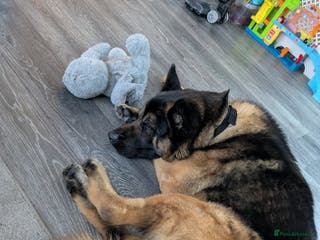 Mixed Breed dogs GSD Mix Adult Male – Needs Experienced, Adult-Only - Advert 2