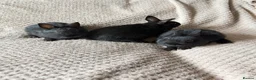 Netherland Dwarf rabbits for sale: Dwarf Rabbits - Advert 4