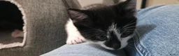 Mixed Breed cats for sale: 7 Adorable kittens ready for their furever home - Advert 32