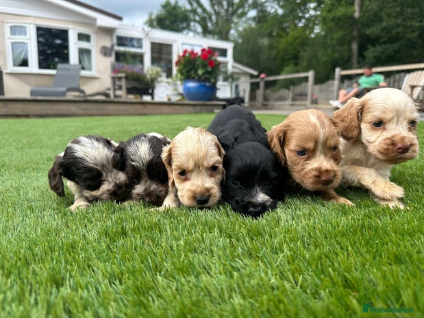 Cocker Spaniel dogs - Advert 4