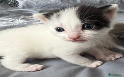 Mixed Breed cats for sale: ❤️*Blue/white & black/white friendly kittens*❤️ - Image 7