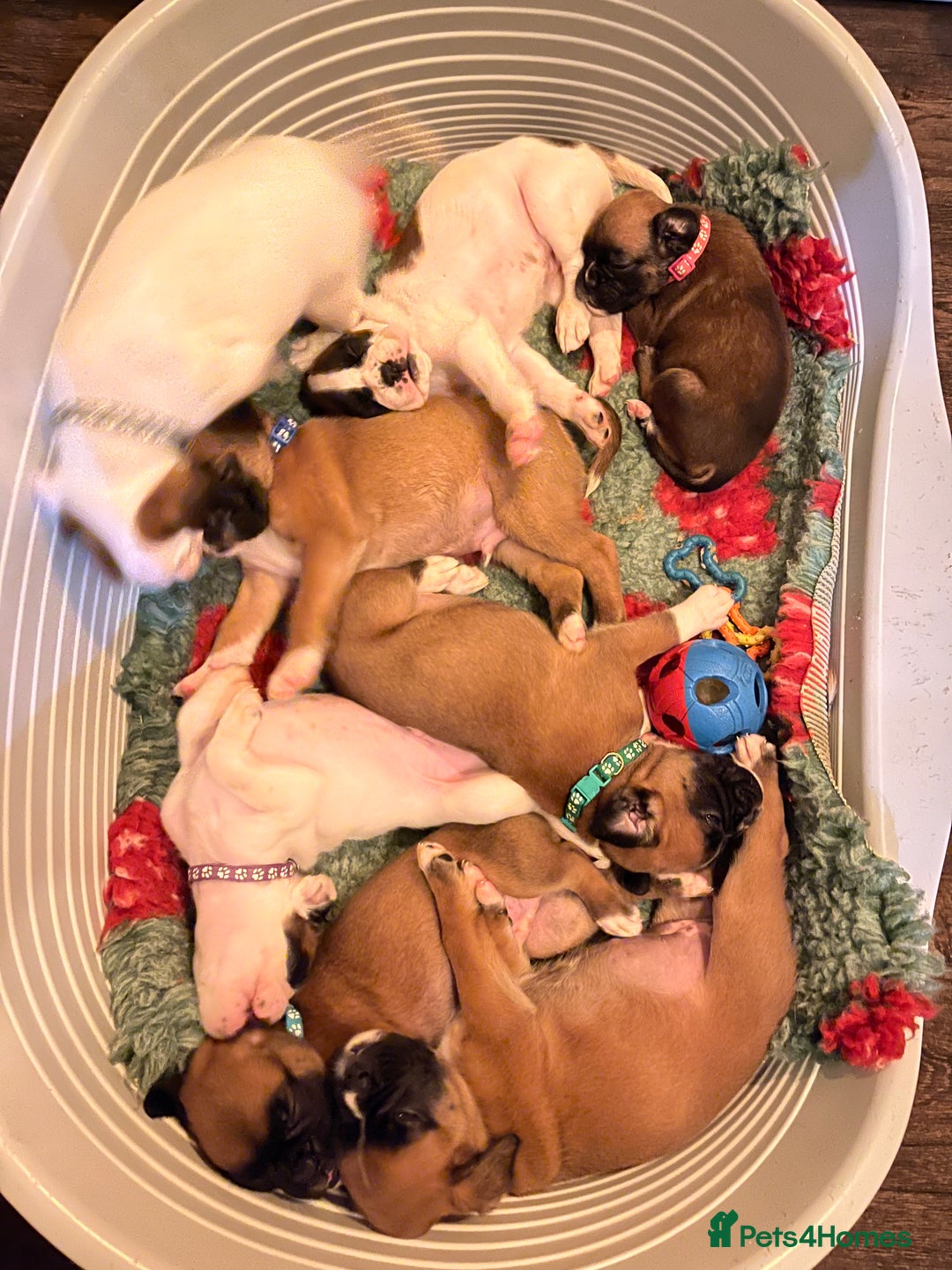 Boxer dogs for sale: Boxer puppies for sale  - Advert 8