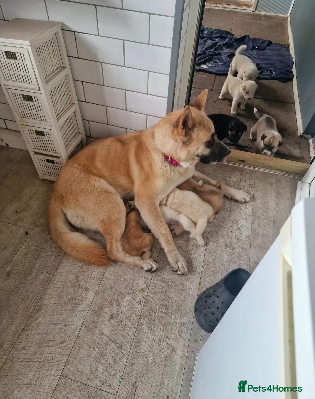 Mixed Breed dogs for sale: Akita / Russian sheep dog puppys - Advert 1