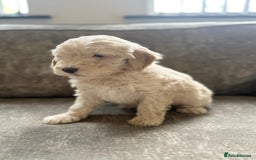 Cockapoo dogs for sale: Outstanding Cockapoos for sale  - Advert 15