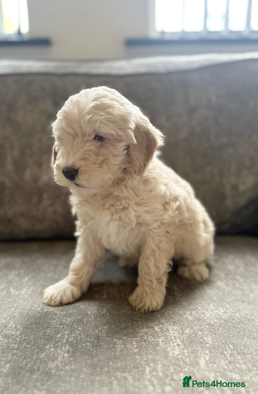 Cockapoo dogs for sale: Outstanding Cockapoos for sale  - Advert 15