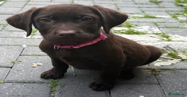 Labrador Retriever dogs - Advert 7