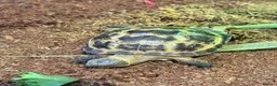 Tortoise reptiles for sale: Horsfield's Tortoise in Chigwell - Advert 1