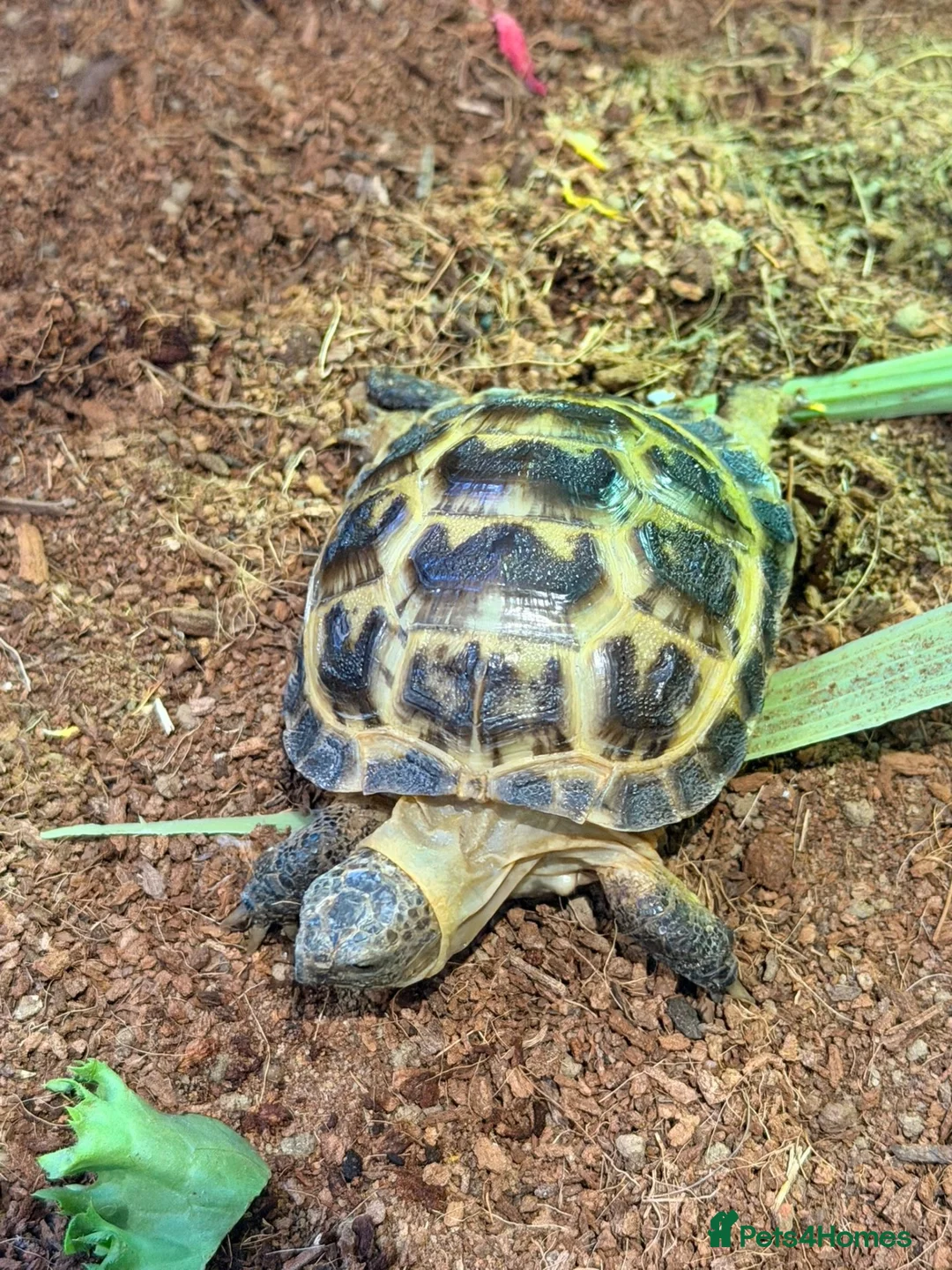 Tortoise reptiles for sale: Horsfield's Tortoise in Chigwell - Advert 1