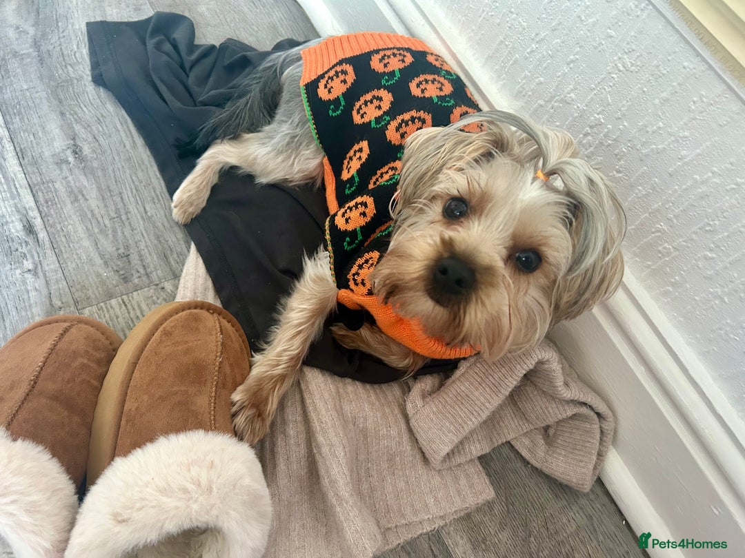 Yorkshire Terrier dogs for sale: Yorkshire Terrier, Female - Full Sized - 1yr old  - Advert 9