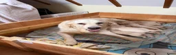 Golden Retriever dogs for sale: KC Registered and tested Golden Retrievers - Advert 5