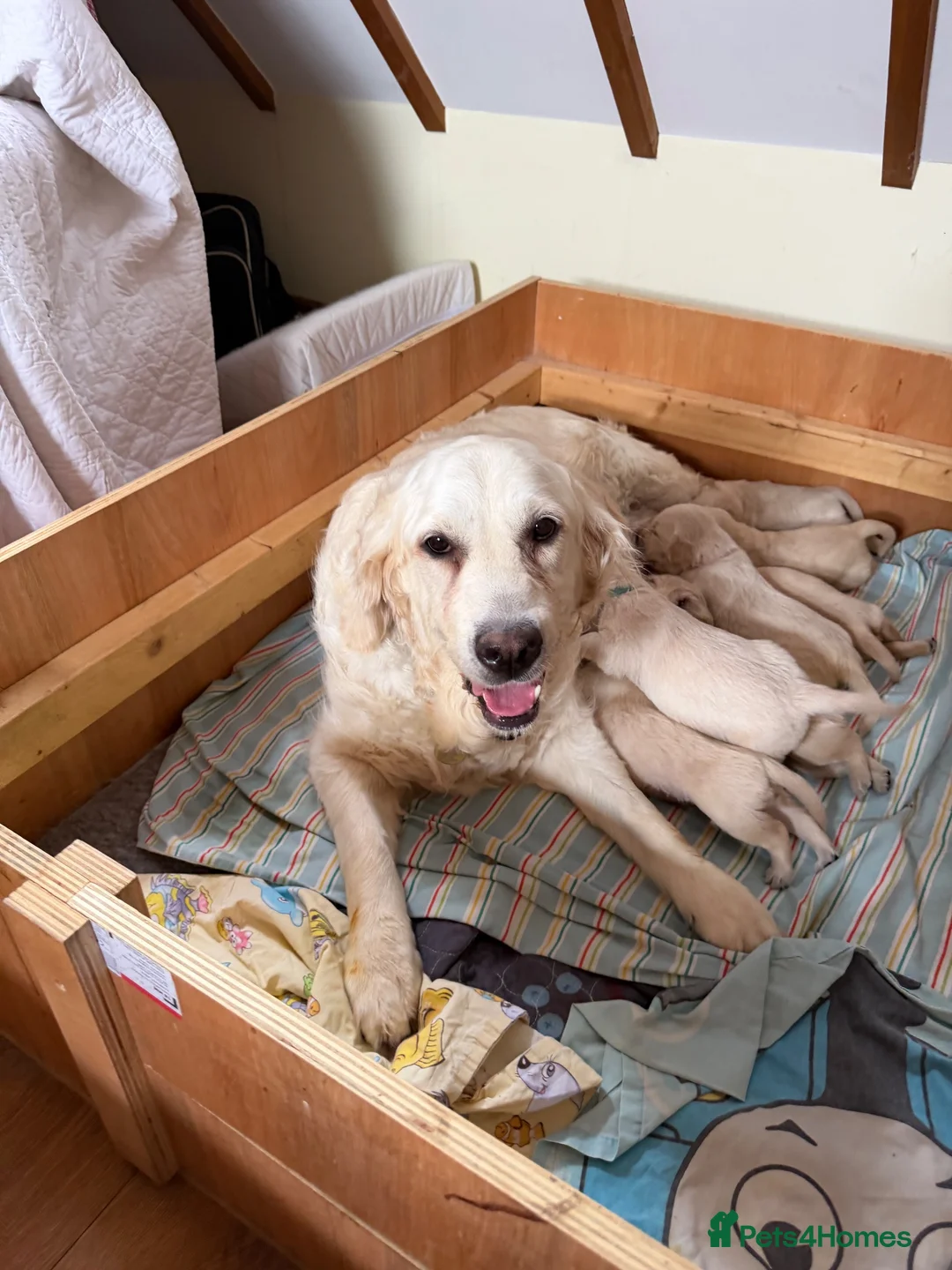 Golden Retriever dogs for sale: KC Registered and tested Golden Retrievers - Advert 5