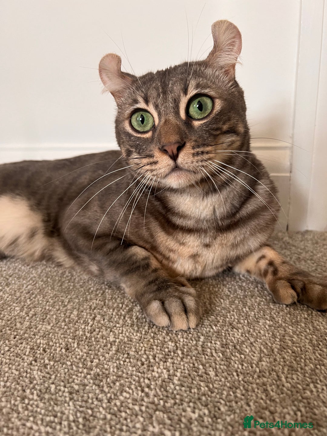 Keetso cats for sale: Affectionate Keetso Ready for His Forever Home - Image 7