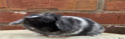 Mini Lop rabbits for sale: Pure bred pedigreed mini lops  in Leeds - Advert 4