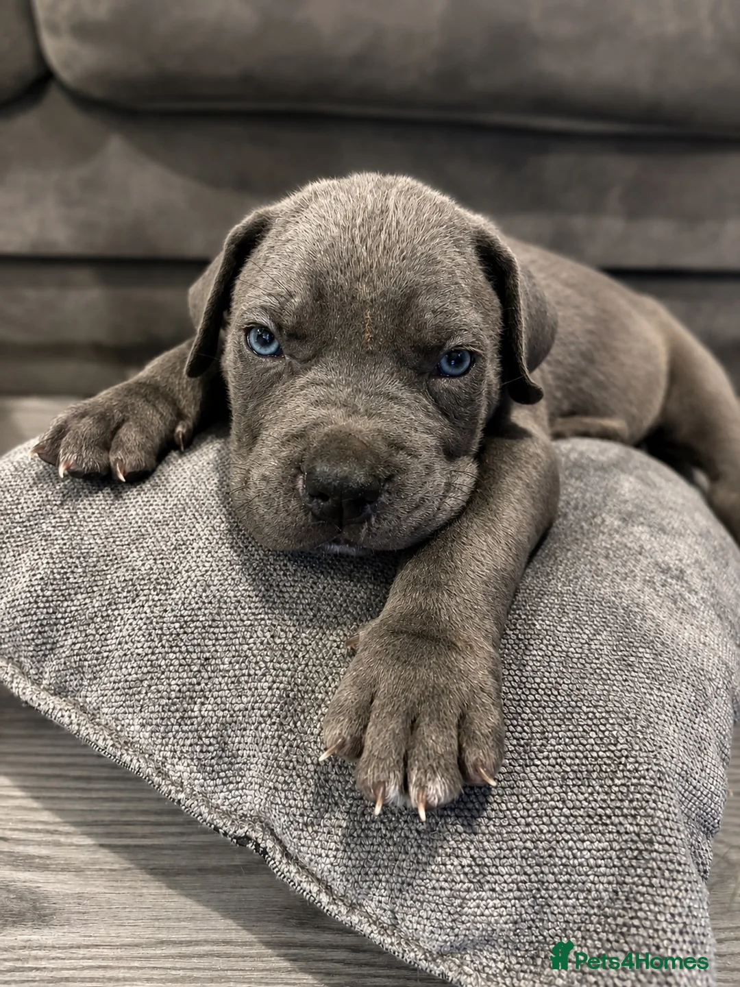 Cane Corso dogs for sale: Beautiful blue cane corso in Cramlington - Advert 8