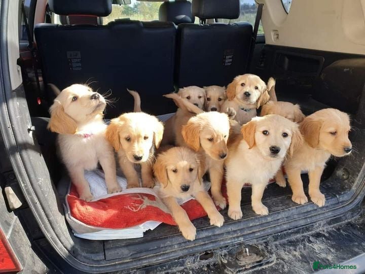Golden Retriever dogs 0-0 HIP Ethically Bred quality Golden Retrievers  - Advert 1