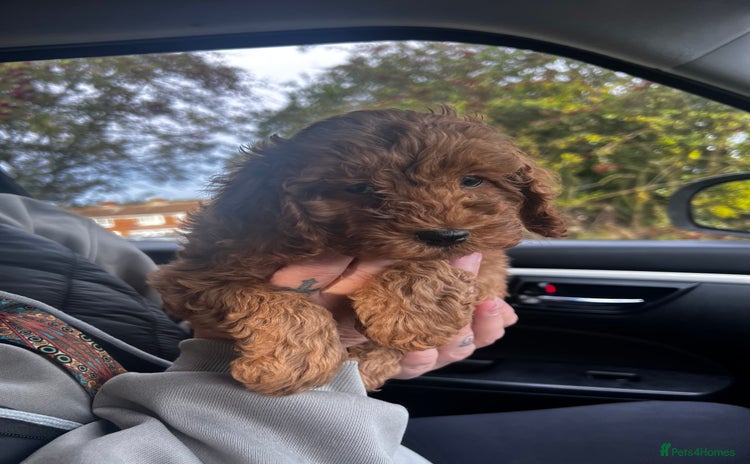 Cockapoo dogs - Advert 8