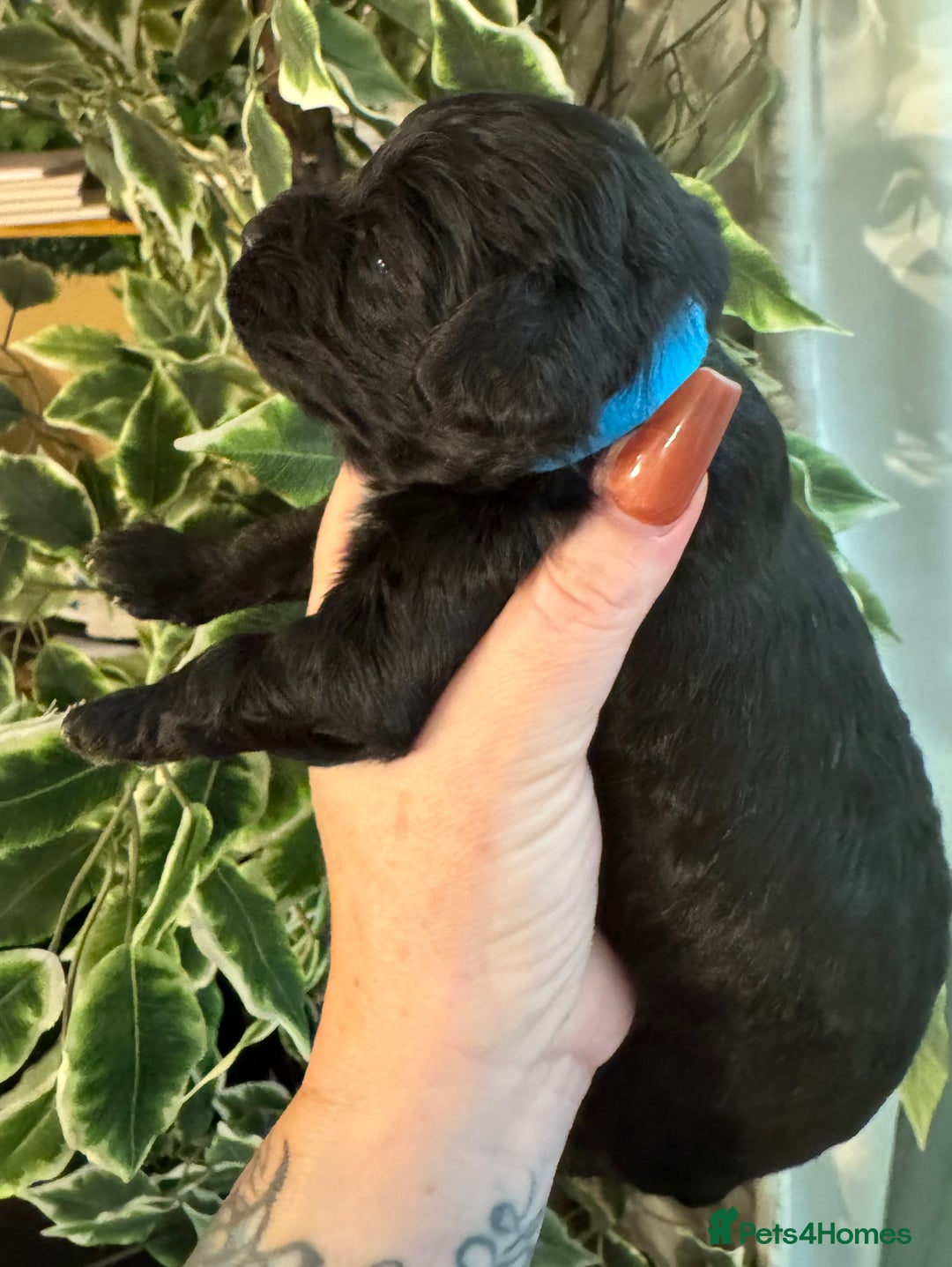 Cavapoo dogs for sale: Beautiful fully DNA tested Cavapoo's  - Image 30