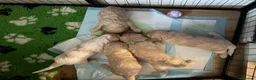 Cockapoo dogs for sale: Litter of 5 beautiful F1 cockapoos  - Advert 25